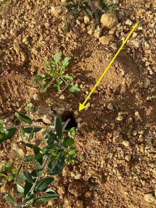 Cia Salento: "Furti nelle campagne, agricoltori disperati" - Corriere Salentino