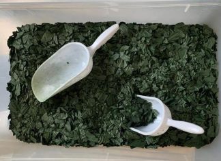 L’alga spirulina, un’alternativa solo per vegani? Benefici e proprietà di un “superalimento”