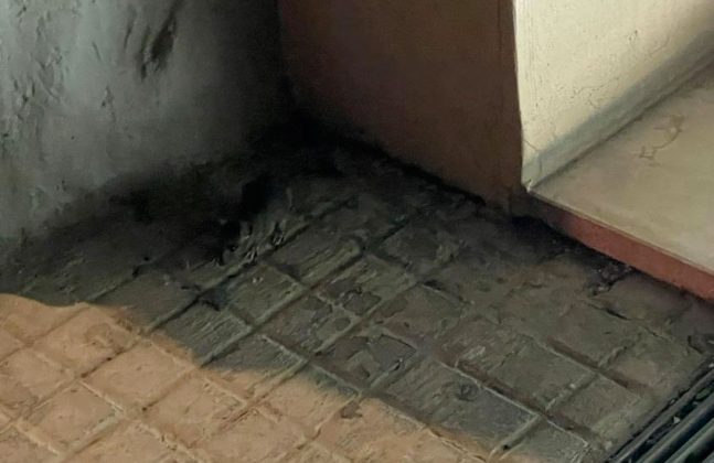 Serpenti nel centro storico e topi vicino all’ex Massa, residenti in allarme - Corriere Salentino