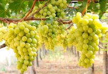 Uva da tavola, confronto chiave su nuova governance a Rutigliano con assessore Paolicelli e sottosegretario D’Eramo Notizie dall'Italia e dal mondo - Corriere Salentino