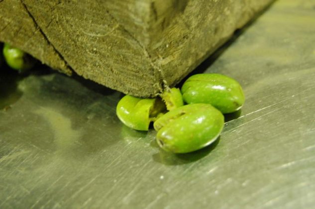 Tutto pronto a Martano: torna la grande sagra dell’autunno salentino la XXXI Sagra de la Volìa Cazzata - Corriere Salentino