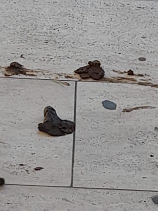 Escrementi e degrado in Piazza Sant’Oronzo: la richiesta d’aiuto per due senzatetto e per il loro cane. Guido: “Necessario intervenire subito” - Corriere Salentino