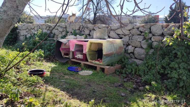 Gatti vaganti: cibo non conforme e piattini sulle strade, arriva l’ordinanza - Corriere Salentino