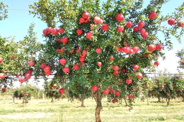 Il Togo Bay raddoppia contro la lotta ai tumori: domani in spiaggia e in piazza a Veglie melagrane per la ricerca - Corriere Salentino