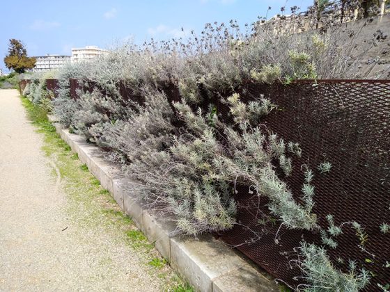 Gianmaria Greco: "Avvilente assistere allo stato di abbandono delle mura urbiche" - Corriere Salentino