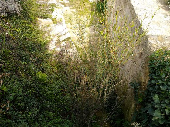 Gianmaria Greco: "Avvilente assistere allo stato di abbandono delle mura urbiche" - Corriere Salentino