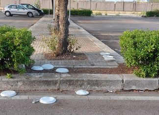 Gatti vaganti: cibo non conforme e piattini sulle strade, arriva l’ordinanza