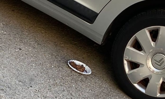 Gatti vaganti: cibo non conforme e piattini sulle strade, arriva l’ordinanza - Corriere Salentino