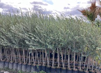 Carmiano. “PiantiamOli”, l’idea per rilanciare la filiera olivicola-olearia