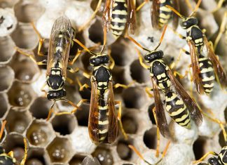 Pic-nic da incubo, sciame di vespe assale anziani, disabili e bambini: in 4 in ospedale, poliziotto evita il peggio