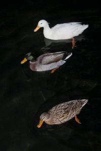 Porto Cesareo, travolto e ucciso sulle strisce pedonali un germano reale bianco tra le urla dei presenti. “L’auto è andata via senza fermarsi” - Corriere Salentino