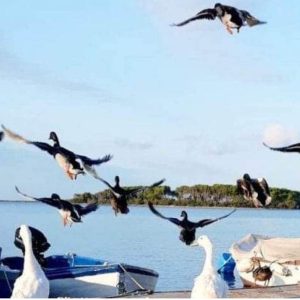 Porto Cesareo, travolto e ucciso sulle strisce pedonali un germano reale bianco tra le urla dei presenti. “L’auto è andata via senza fermarsi” - Corriere Salentino