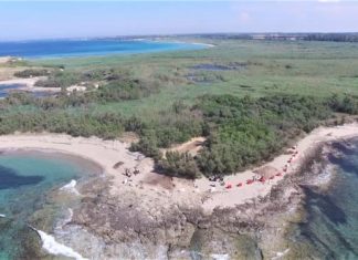 Abbattimento ulivi secolari a Torre Guacedo: i WWF chiede verifica sull’accaduto