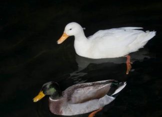 Porto Cesareo, travolto e ucciso sulle strisce pedonali un germano reale bianco tra le urla dei presenti. “L’auto è andata via senza fermarsi”