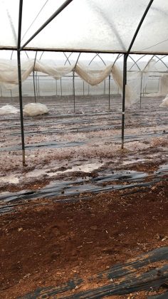 Maltempo: Coldiretti Puglia, Salento come Oklahoma la Tornado Alley d'Italia - Corriere Salentino