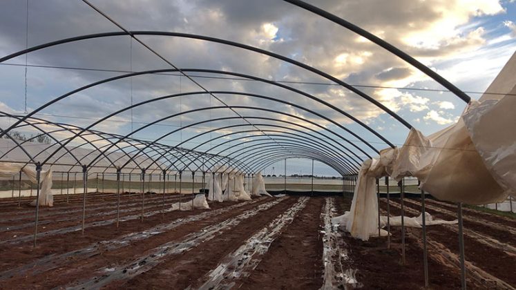 Maltempo: Coldiretti Puglia, Salento come Oklahoma la Tornado Alley d'Italia - Corriere Salentino