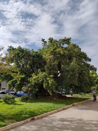 Censimento collettivo degli alberi monumentali - Corriere Salentino