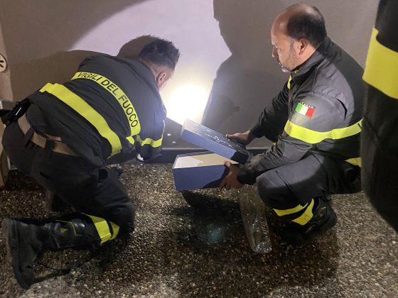 Civetta intrappolata in un canale di scolo: salvata dai vigili del fuoco - Corriere Salentino