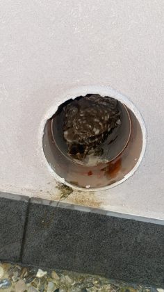 Civetta intrappolata in un canale di scolo: salvata dai vigili del fuoco - Corriere Salentino