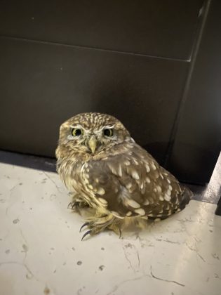 Civetta intrappolata in un canale di scolo: salvata dai vigili del fuoco - Corriere Salentino