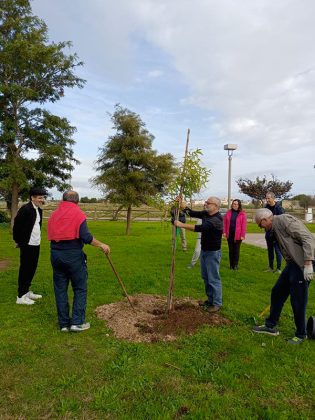 Giornata nazionale dell’albero, tutti gli appuntamenti a Lecce - Corriere Salentino