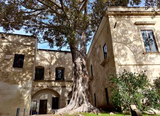 Censimento collettivo degli alberi monumentali