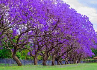 Giornata mondiale dell’albero: Villa comunale di Strudà riqualificata dal Sorriso di Pierandrea