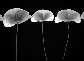 A dicembre “Quattro Serie” mostra personale fotografica dell’artista neretino Fausto Laneve