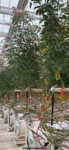 Rincari energia, impatto devastante sulla filiera "dal campo alla tavola", ma c'è un modo per attutirlo - Corriere Salentino