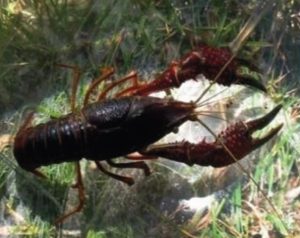 Mercoledì 30 novembre La tecnologia per tutelare la biodiversità - Corriere Salentino