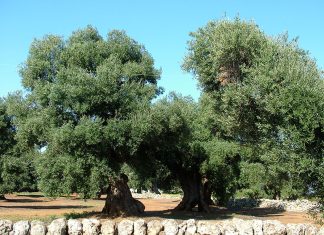 Nell’album dei ricordi