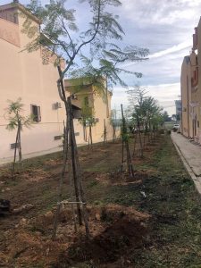 Un albero per ogni nato: attuato il progetto per celebrare le nuove nascite a Gallipoli - Corriere Salentino