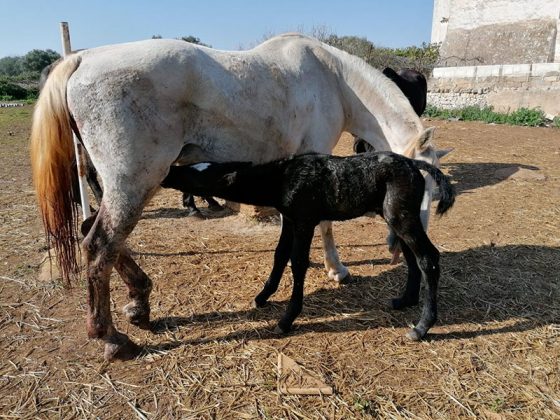 Unesco: Coldiretti Puglia, cavalli lipizzani patrimonio umanità - Corriere Salentino