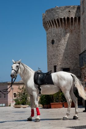 Unesco: Coldiretti Puglia, cavalli lipizzani patrimonio umanità - Corriere Salentino