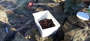 Cattura 300 ricci di mare, bloccato nel porto: scatta sequestro e multa - Corriere Salentino
