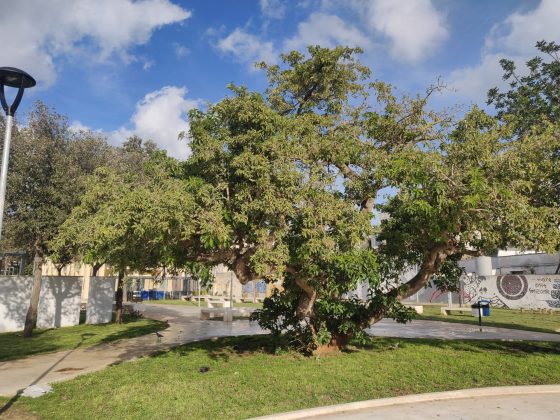 Riapre parco Corvaglia: sport, fitness, giochi a servizio del quartiere - Corriere Salentino