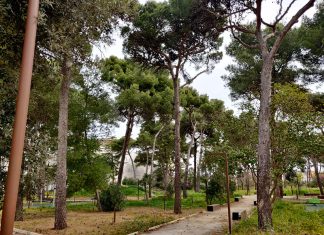 Censimento del verde: la giunta approva il contratto di ricerca con Unisalento