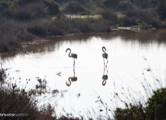 Due fenicotteri rosa conquistano “Padula Fede” a Torre Lapillo