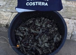 A caccia di oloturie nell’area marina protetta: 42 chili sotto sequestro. Denunciato pescatore