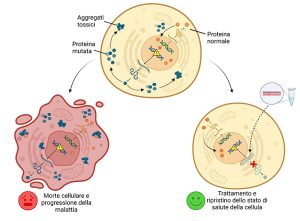 Trattamento SLA: uno studio coordinato dalla professoressa Cecilia Bucci di UniSalento individua un nuovo potenziale approccio terapeutico - Corriere Salentino