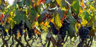 Home - Corriere Salentino