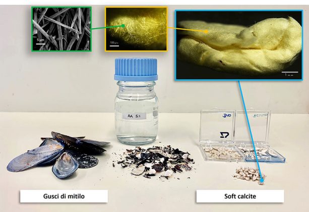 Valorizzazione degli scarti dell’industria ittica, nuove ricerche del gruppo di Chimica Fisica del Dipartimento di Scienze e tecnologie biologiche e ambientali Unisalento - Corriere Salentino