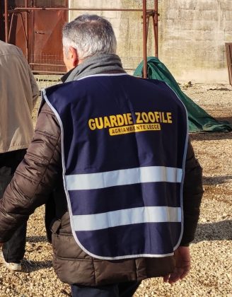 Cani chiusi in box tra feci e fango senza acqua né cibo: sequestrato canile abusivo. Nei guai 80enne - Corriere Salentino