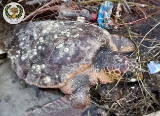 Recupero tartaruga caretta caretta