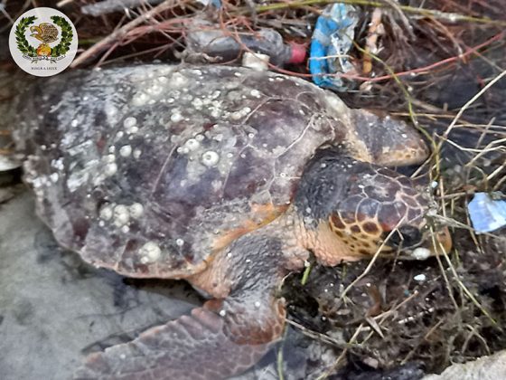Recupero tartaruga caretta caretta - Corriere Salentino
