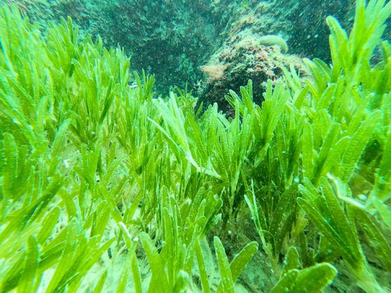 “Praterie” della specie “aliena” Halophila stipulacea lungo le coste di Otranto, Gallipoli e Nardò. Il professor Luigi Musco:“Necessario valutarne gli effetti sulla fauna marina locale” - Corriere Salentino