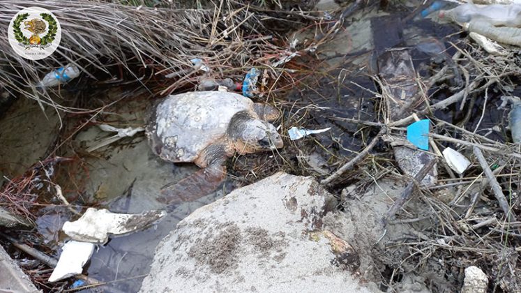 Recupero tartaruga caretta caretta - Corriere Salentino