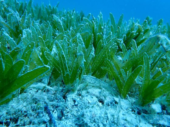 “Praterie” della specie “aliena” Halophila stipulacea lungo le coste di Otranto, Gallipoli e Nardò. Il professor Luigi Musco:“Necessario valutarne gli effetti sulla fauna marina locale” - Corriere Salentino