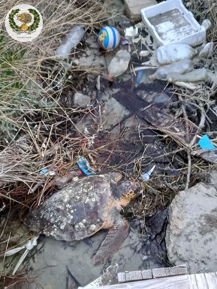 Recupero tartaruga caretta caretta - Corriere Salentino