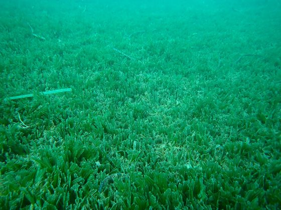 “Praterie” della specie “aliena” Halophila stipulacea lungo le coste di Otranto, Gallipoli e Nardò. Il professor Luigi Musco:“Necessario valutarne gli effetti sulla fauna marina locale” - Corriere Salentino
